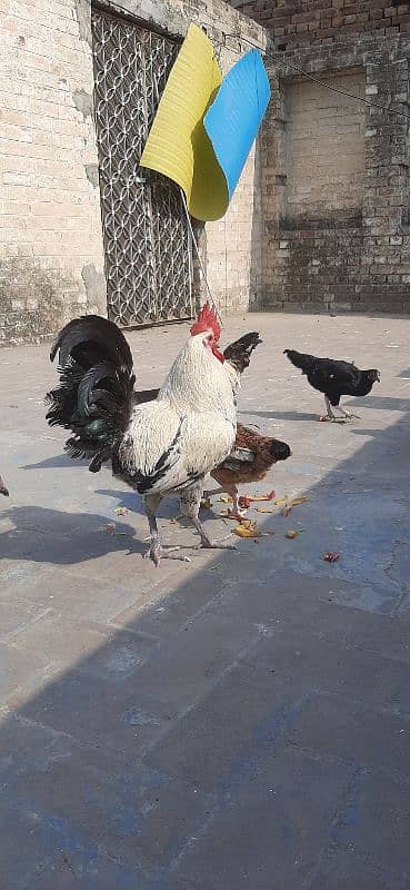 Hen for sale | aseel hen | Desi hen | Golden Misri hen 1