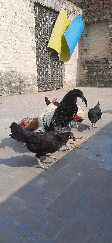 Hen for sale | aseel hen | Desi hen | Golden Misri hen 2