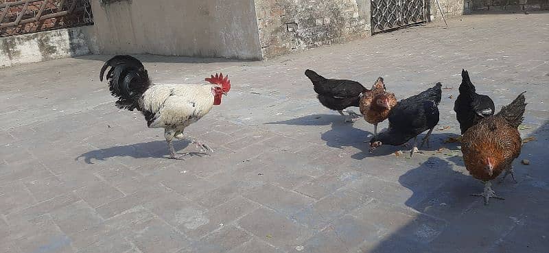 Hen for sale | aseel hen | Desi hen | Golden Misri hen 3