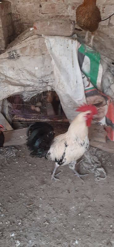 Hen for sale | aseel hen | Desi hen | Golden Misri hen 4