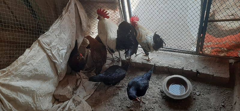 Hen for sale | aseel hen | Desi hen | Golden Misri hen 5