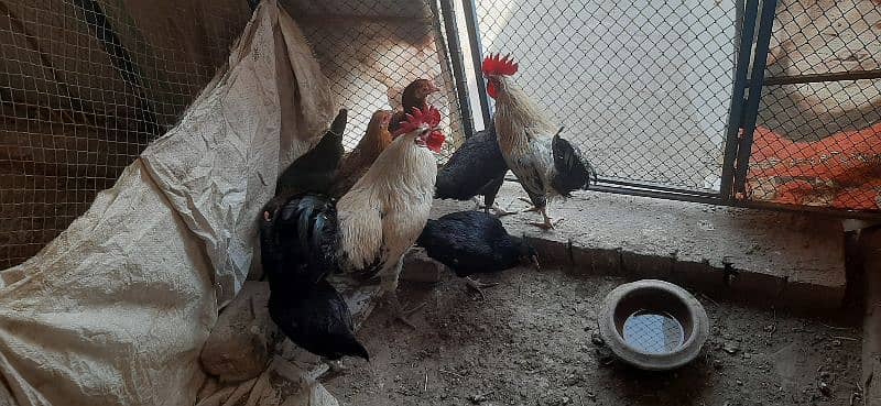 Hen for sale | aseel hen | Desi hen | Golden Misri hen 6