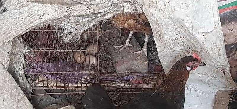 Hen for sale | aseel hen | Desi hen | Golden Misri hen 7