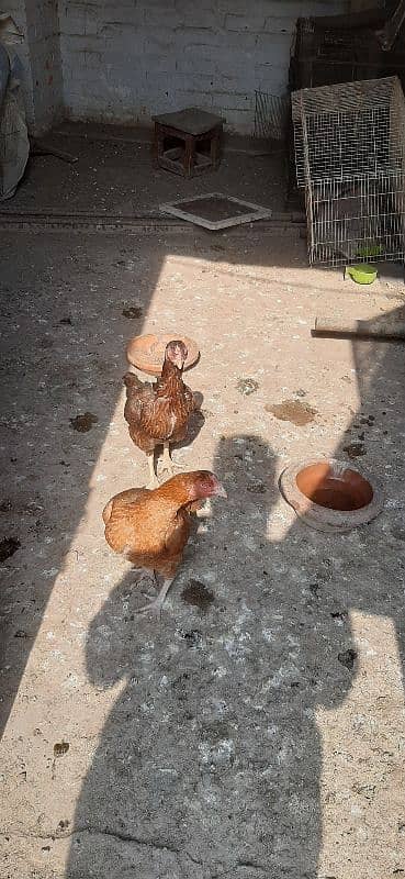 Hen for sale | aseel hen | Desi hen | Golden Misri hen 9