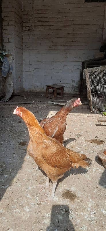 Hen for sale | aseel hen | Desi hen | Golden Misri hen 10