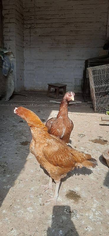 Hen for sale | aseel hen | Desi hen | Golden Misri hen 11