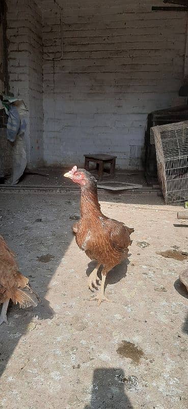 Hen for sale | aseel hen | Desi hen | Golden Misri hen 12