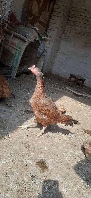 Hen for sale | aseel hen | Desi hen | Golden Misri hen 13