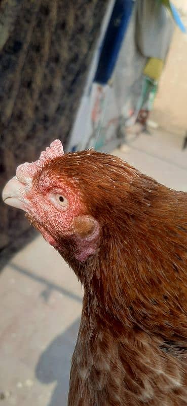 Hen for sale | aseel hen | Desi hen | Golden Misri hen 14