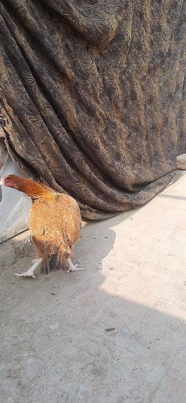 Hen for sale | aseel hen | Desi hen | Golden Misri hen 15