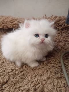 Persian kittens /long coat kittens/baby cat/kitten