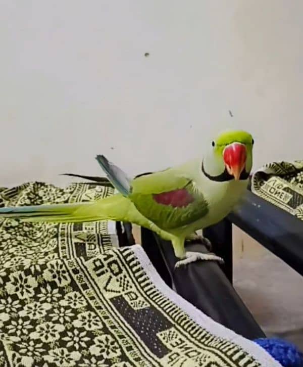 Raw Kashmiri Parrot 2