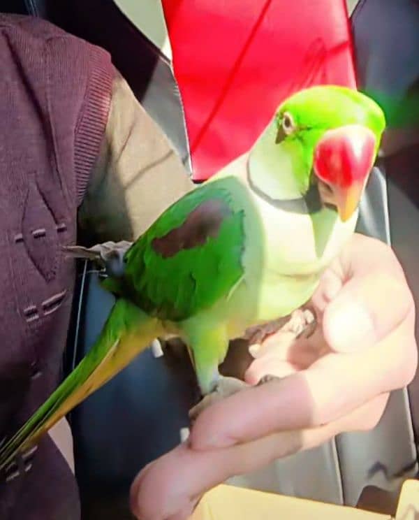 Raw Kashmiri Parrot 3