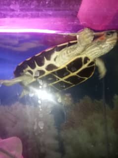 Turtle