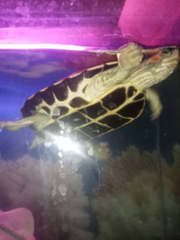 Turtle For Sell 0