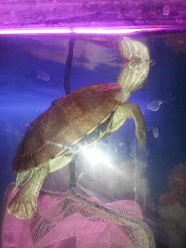 Turtle For Sell 1