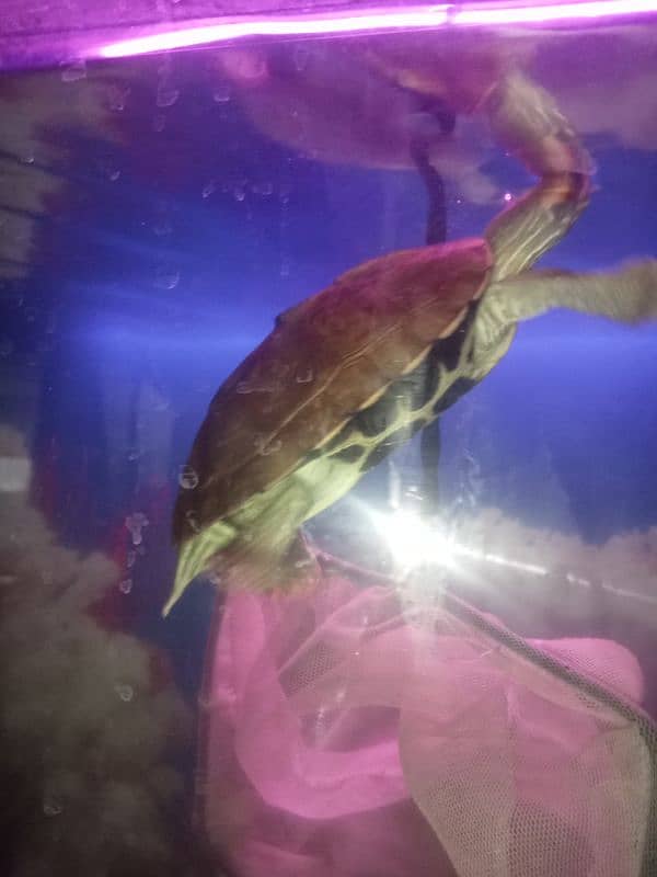 Turtle For Sell 2