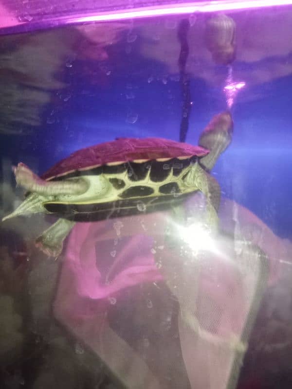 Turtle For Sell 3