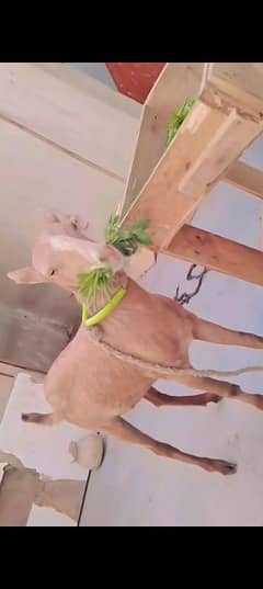 Bakra brbari nasl wtsb nmbr 03102639551