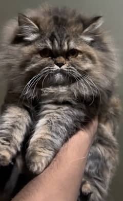 Persian Female Kitten (extreme punch face)