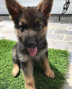 German shepherd Long Coat Male & Female  For Sale 03287625932WhatsApp