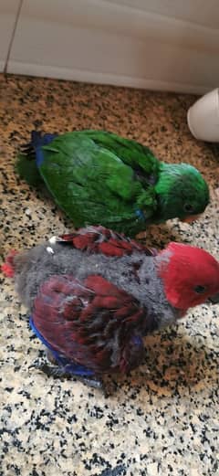 ECLECTUS, LORIES, AMAZON  BREEDERS AND CHICKS AVAILABLE