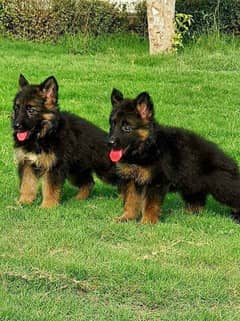 German shepherd Long Coat Male & Female  For Sale 03287625932WhatsApp