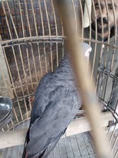 African grey parrot