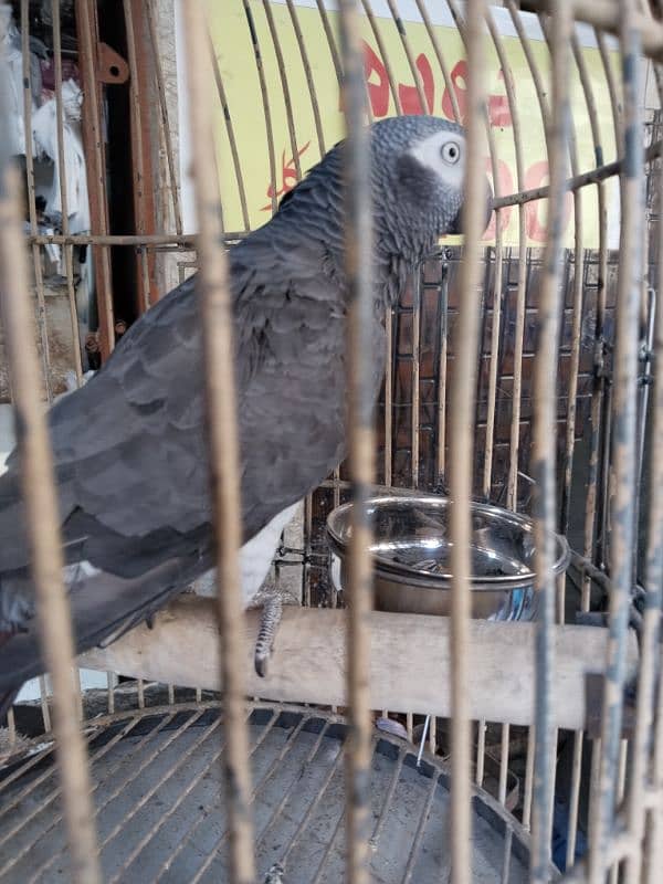 African grey parrot 1