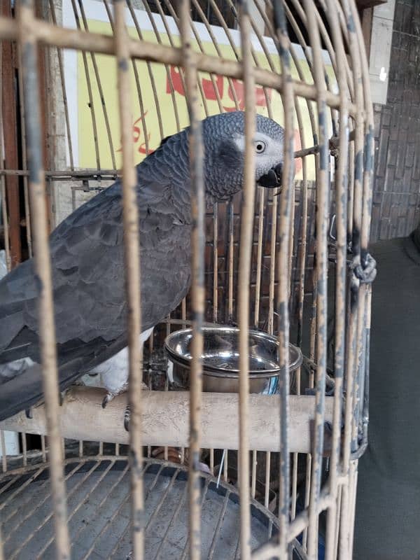 African grey parrot 2