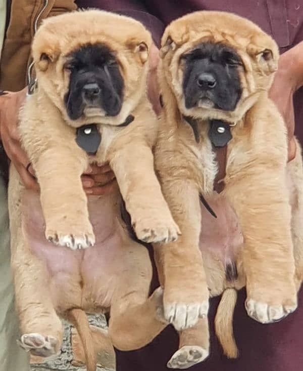 king Turkish Kangal dabal hadi ful havey bone starcture for sale 0