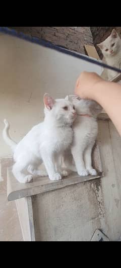 turkish angora