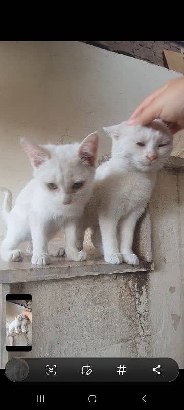 turkish angora 1