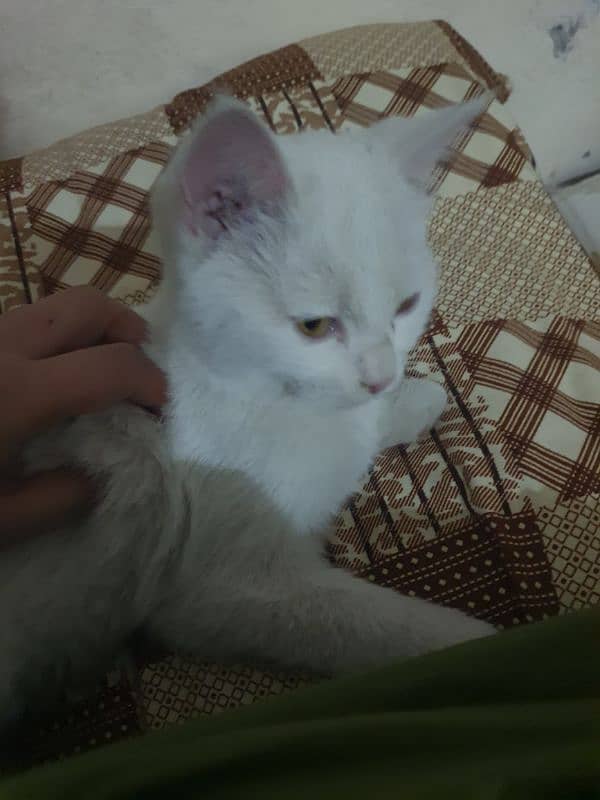 turkish angora 3