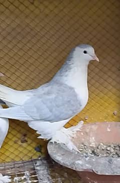 pigeon