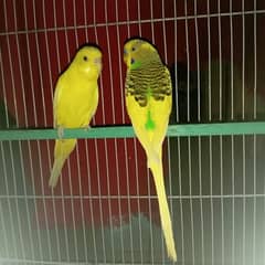 Quality Budgies Pied pair for sale