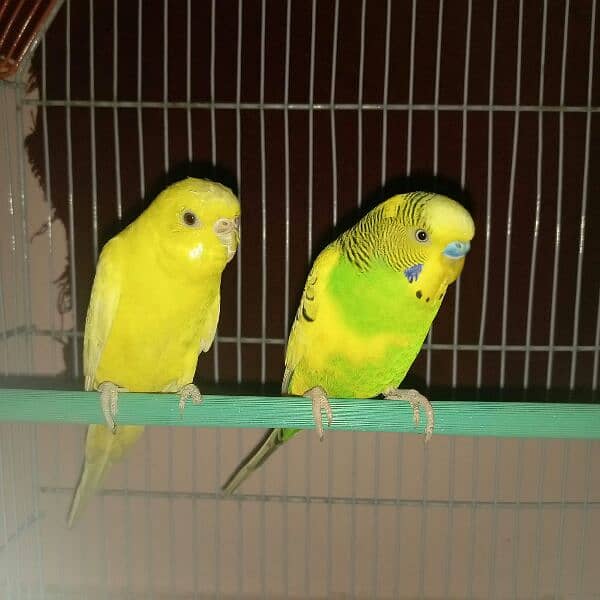 Quality Budgies Pied pair for sale 1