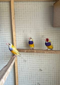 Gouldian Finch Males lutino/yellow