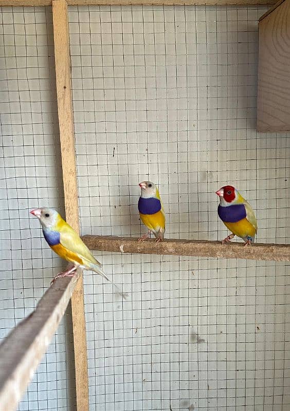 Gouldian Finch Males lutino/yellow 0