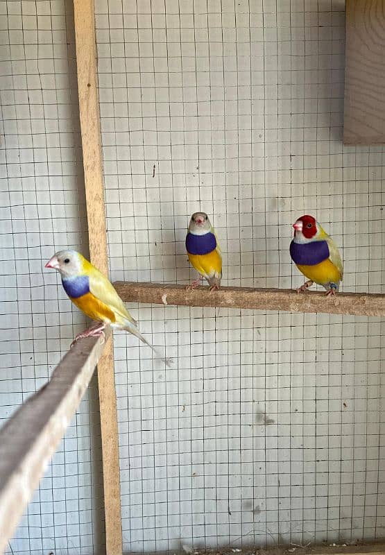 Gouldian Finch Males lutino/yellow 1