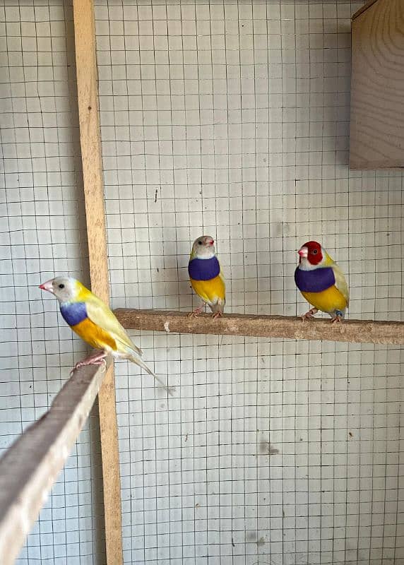 Gouldian Finch Males lutino/yellow 2