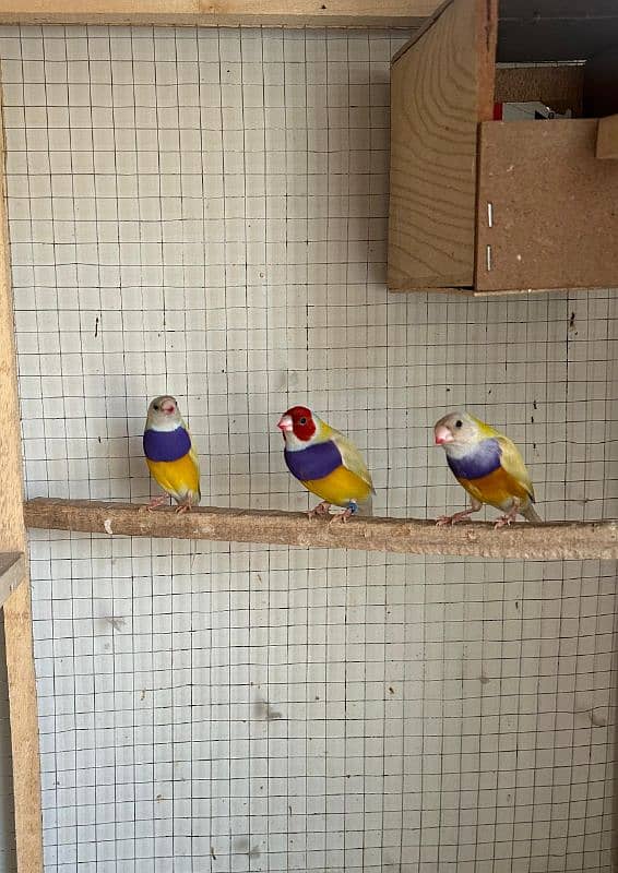 Gouldian Finch Males lutino/yellow 3