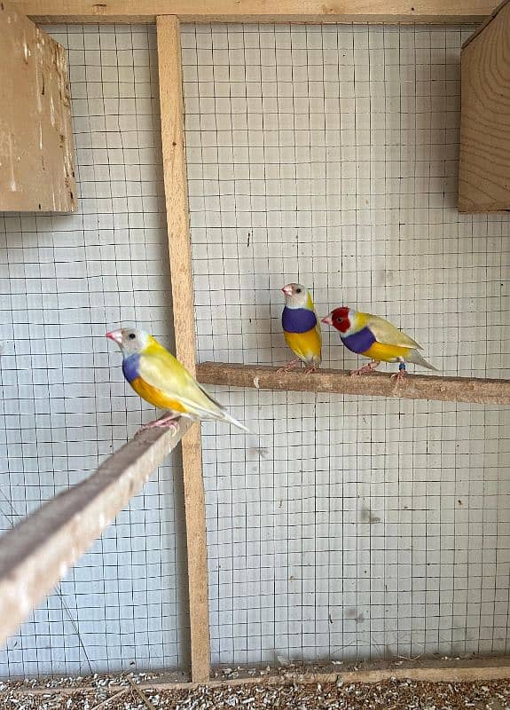 Gouldian Finch Males lutino/yellow 4