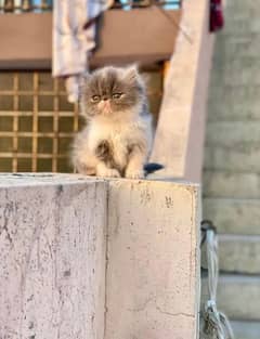 Cat Persian Female Triple Coated # Watsapp  03274706406