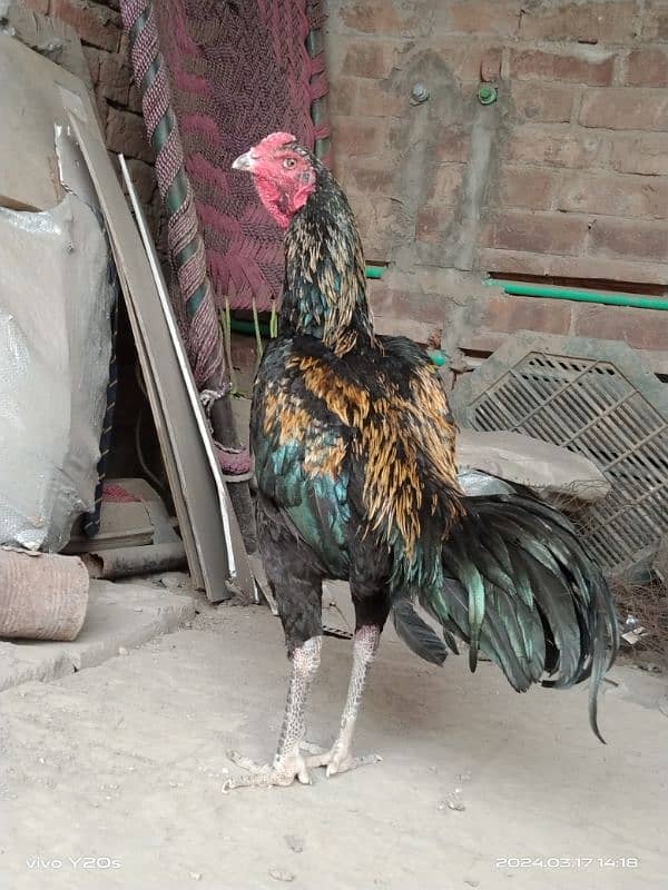 vaitname+burmi pkoye chick for sale femail sale hai 1