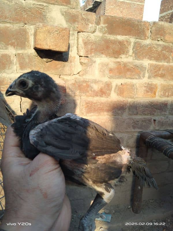 vaitname+burmi pkoye chick for sale femail sale hai 3