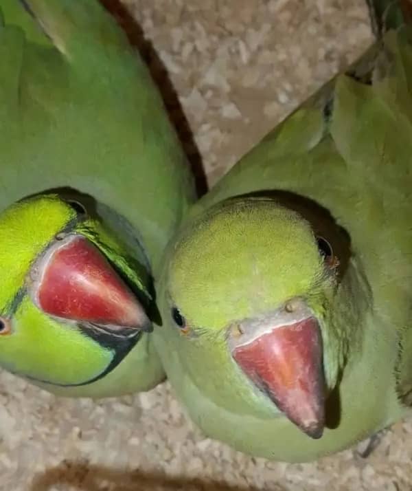 breeder pair green ring nack 0