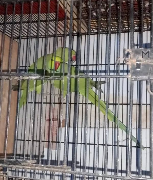 breeder pair green ring nack 1