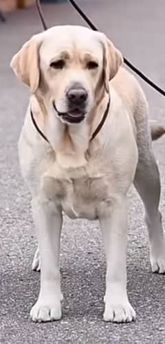 Labrador full train