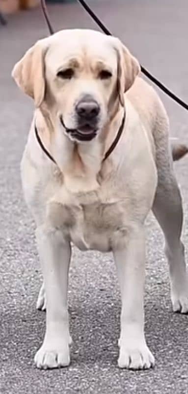 Labrador full train 0